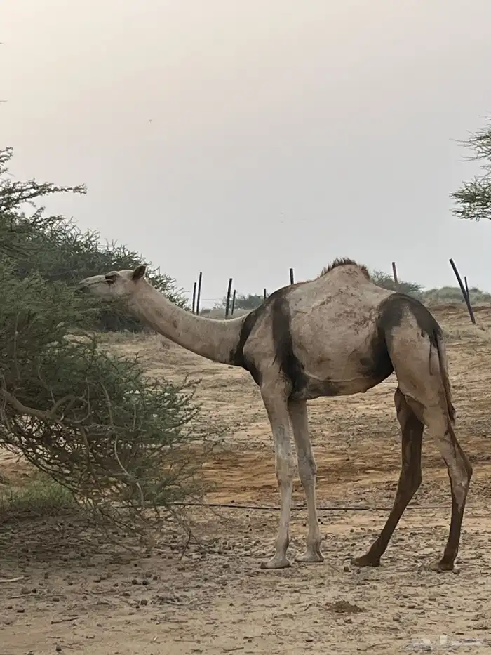 بكره 4