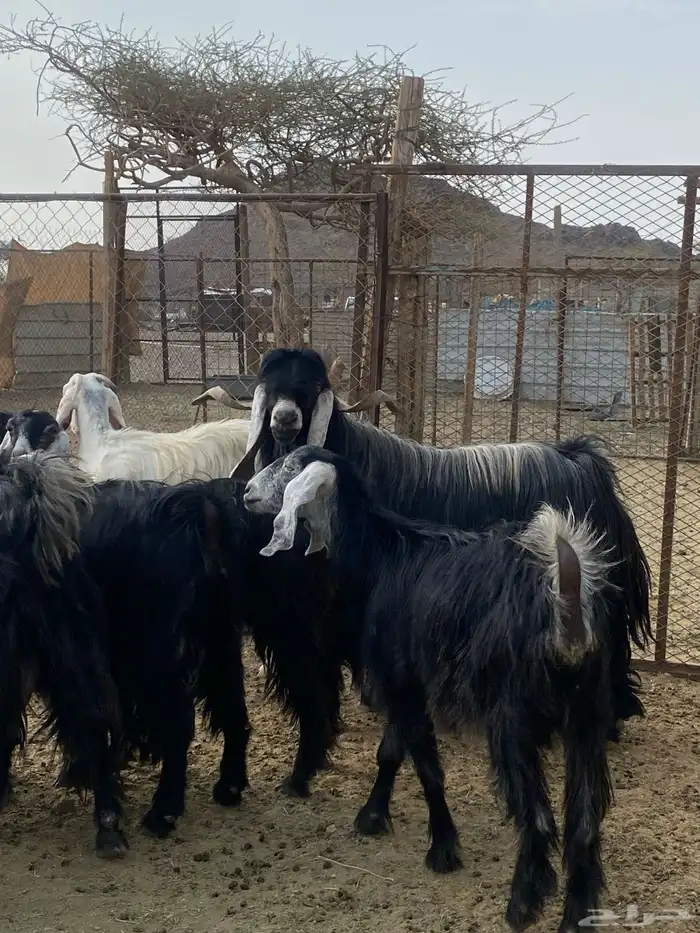 معزا مقنوي بفحلها 3