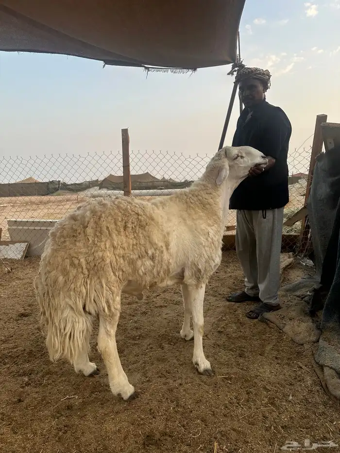 للبيع فحل حري صنف الصنف مشروط 0