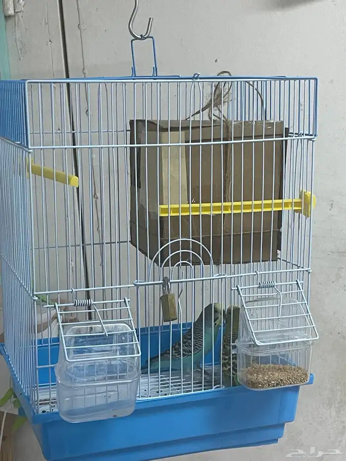 طيور بادجي 1