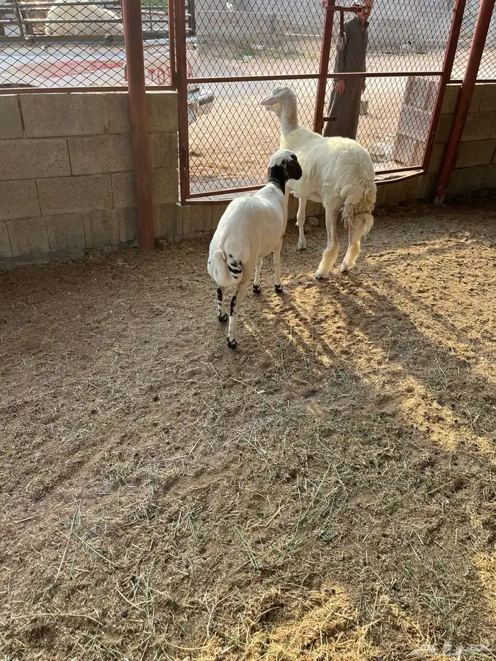رخل حرية ورخل رفيديه تيلاد هنا 6