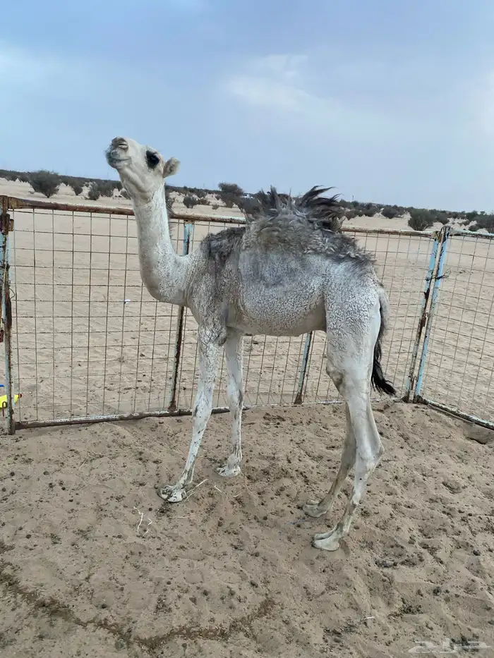 قعود طايش حليب فل شحم العمر 5 شهور لي 6 شهور 1