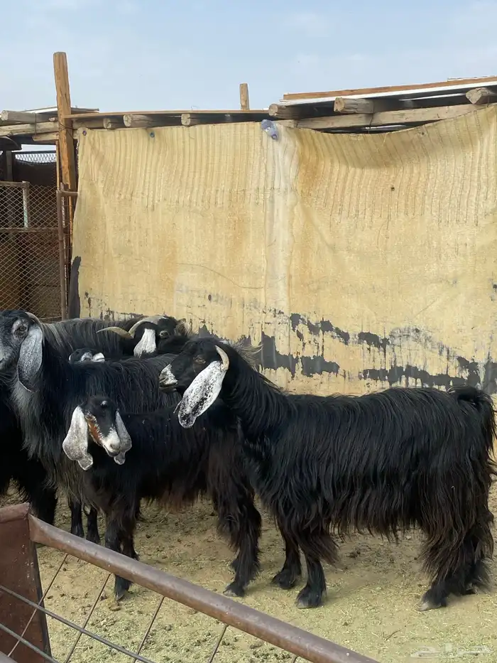 معزا مقنوي بفحلها 4