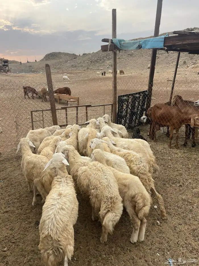 طليان ورخال 4