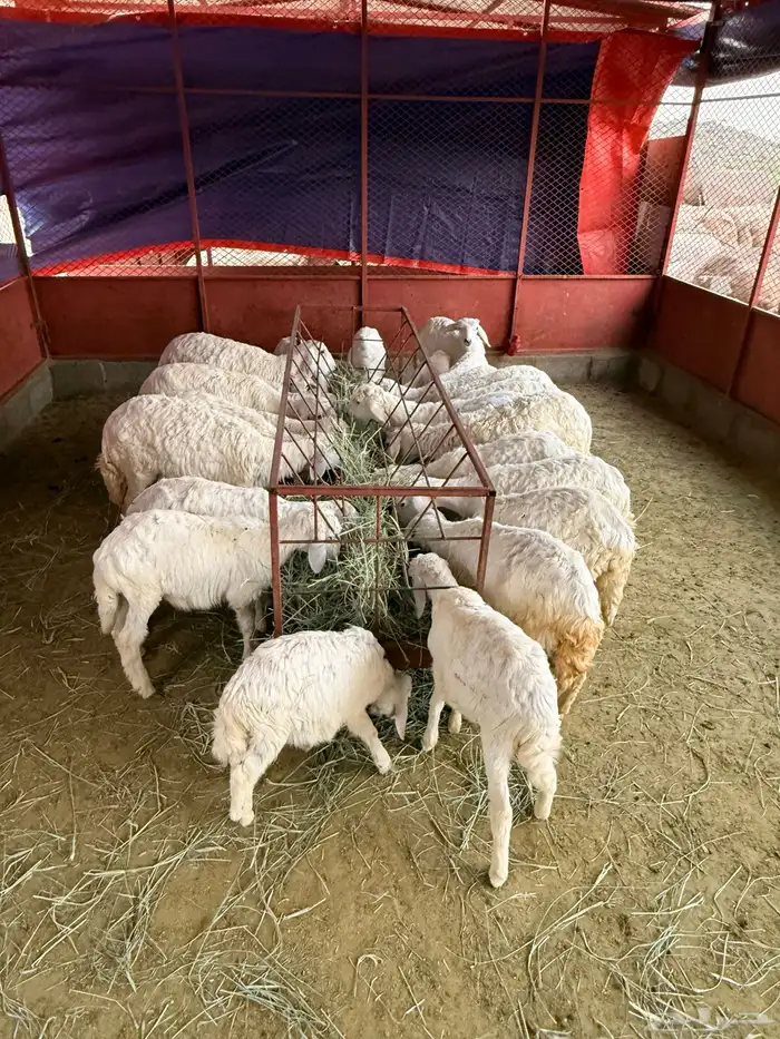 بهم تربية رخال وخرفان 1