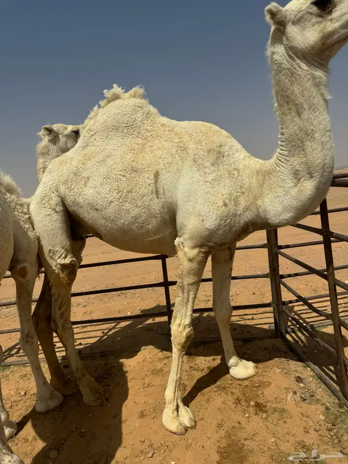 للبيع ضرايب طيبات 1