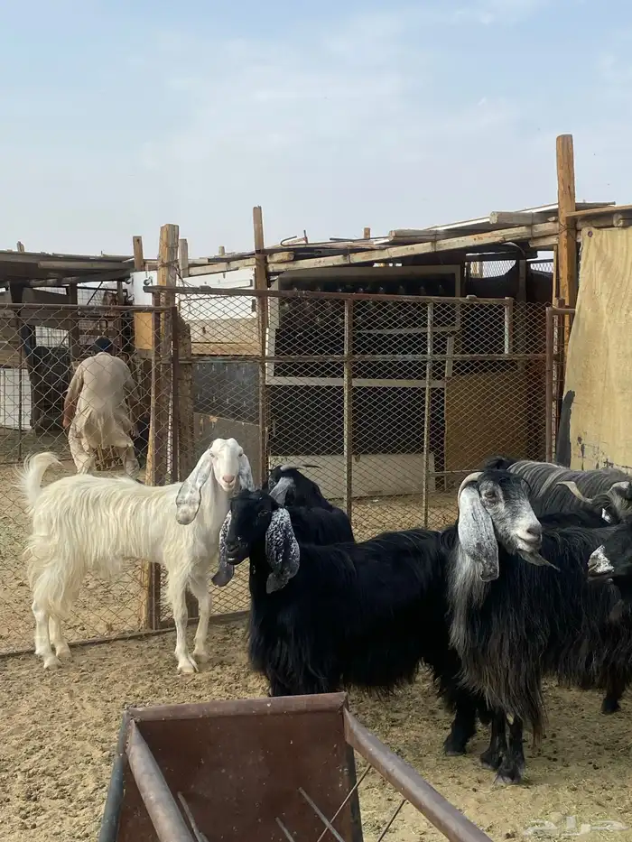 معزا مقنوي بفحلها 7