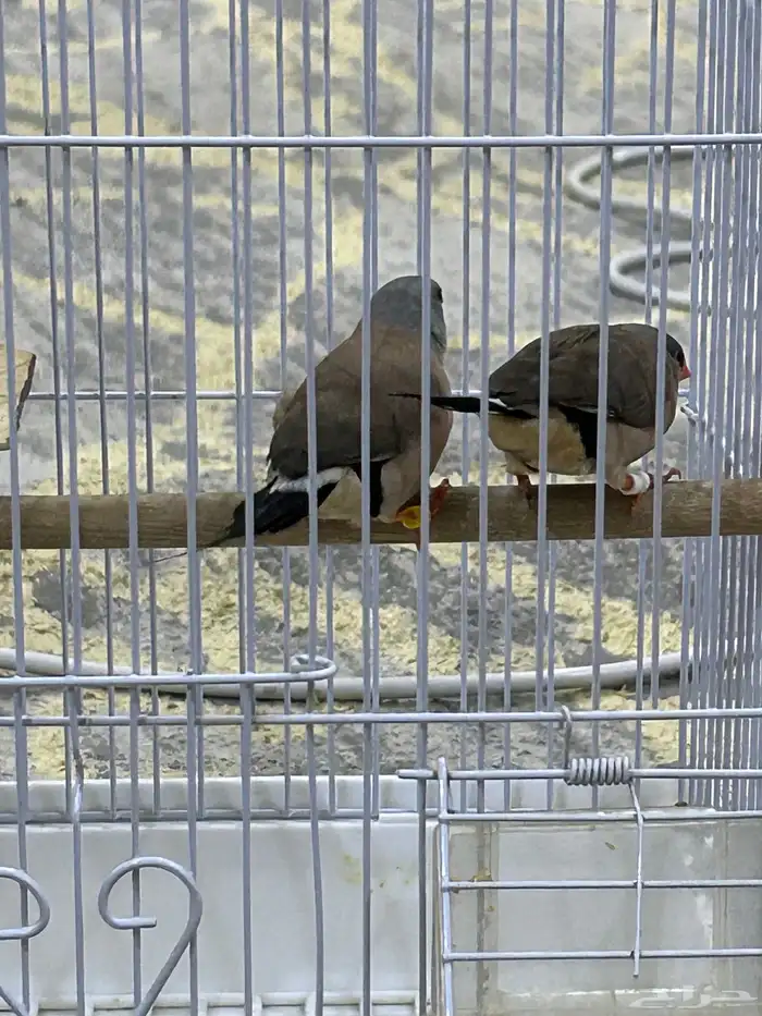 طيور الشيل تيل فنيش 4