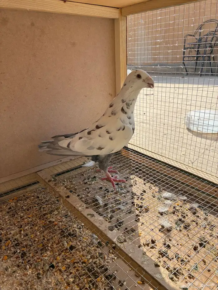 حمام هومر(حبه وحده 1