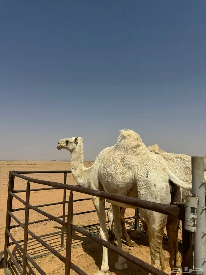 للبيع ضرايب طيبات 3