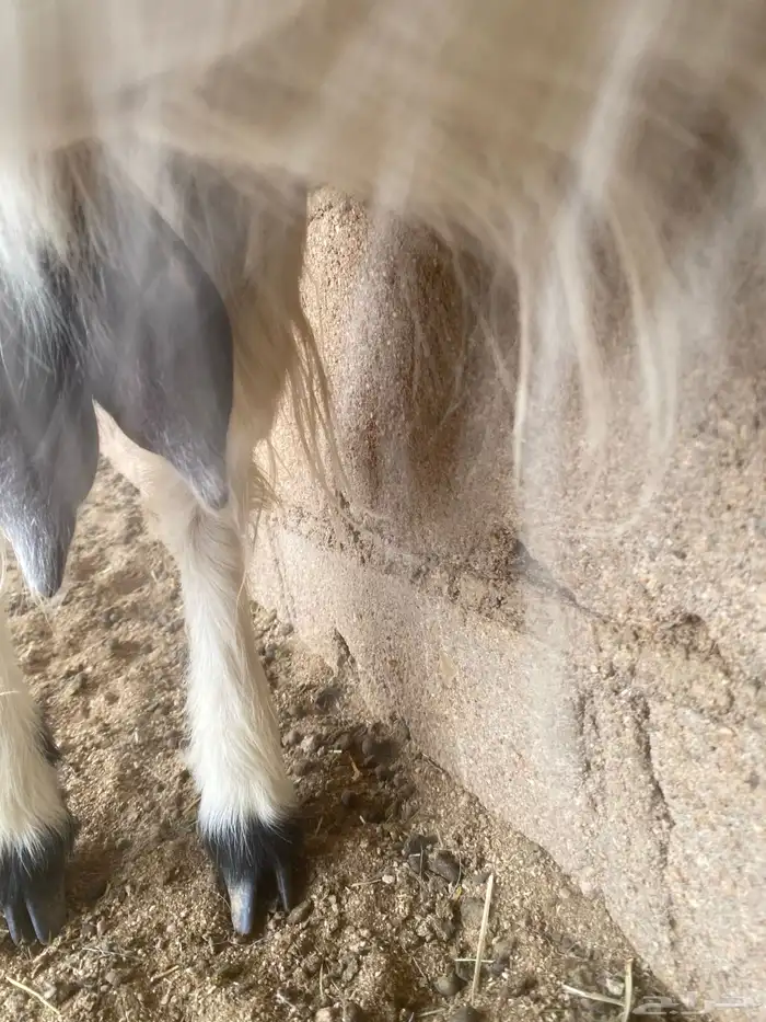 للبيع عنز القحة شرط رابية مع غنم 1
