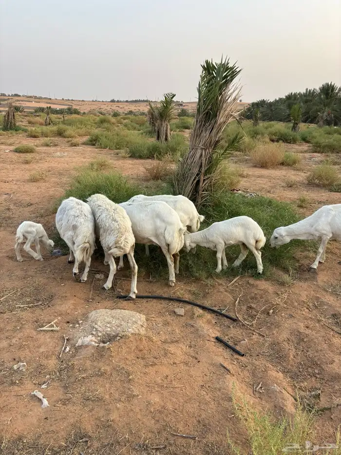 رفيديات وحريه 5