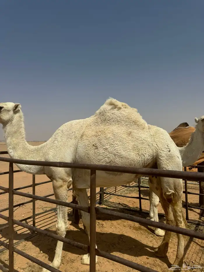 للبيع ضرايب طيبات 2