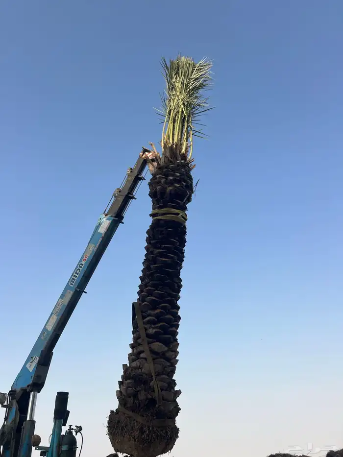 نخيل عربي 0
