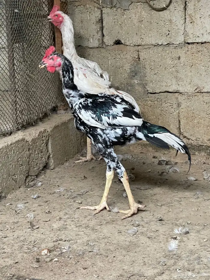 دجاج شانقرا للبيع 1