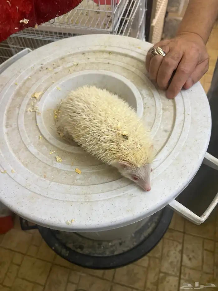 قنافذ البينو 2