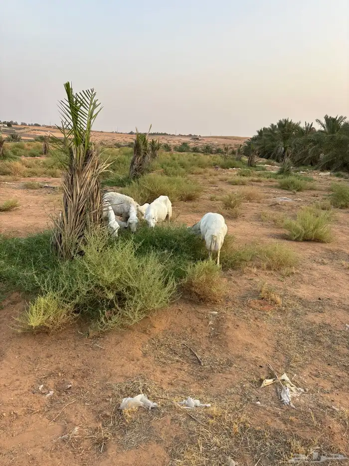 رفيديات وحريه 1