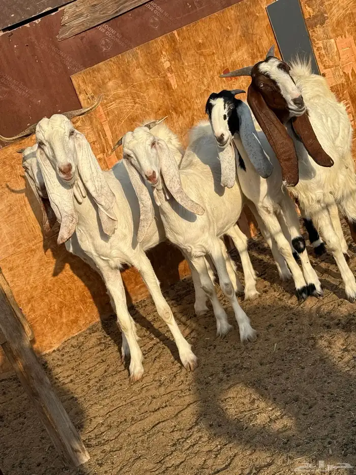 معزا مشريك 2