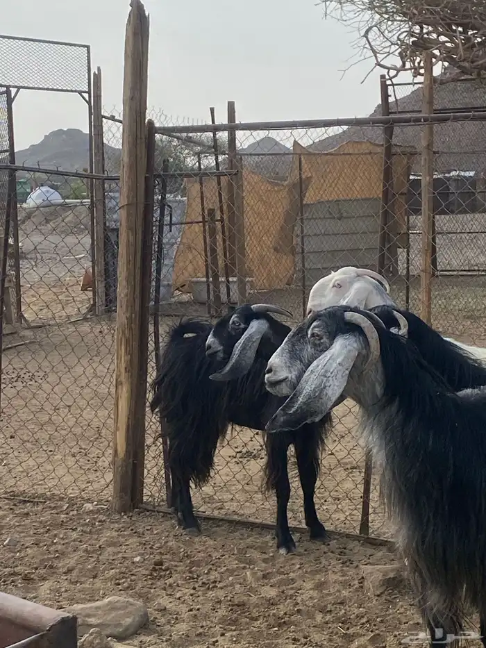 معزا مقنوي بفحلها 2