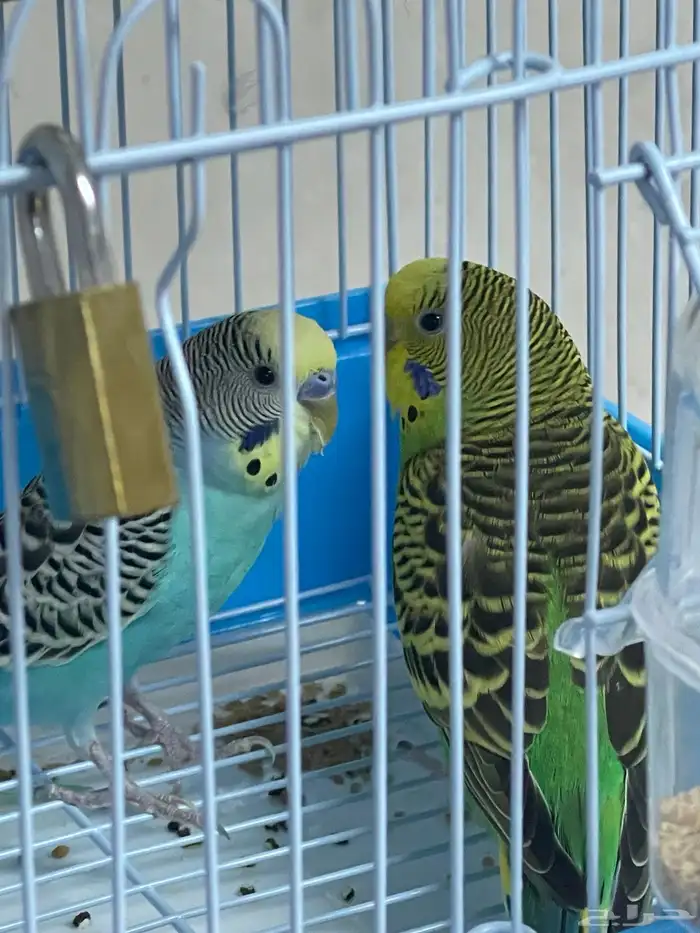 طيور بادجي 2