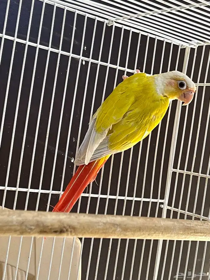 جوز كنيور صن شك 2