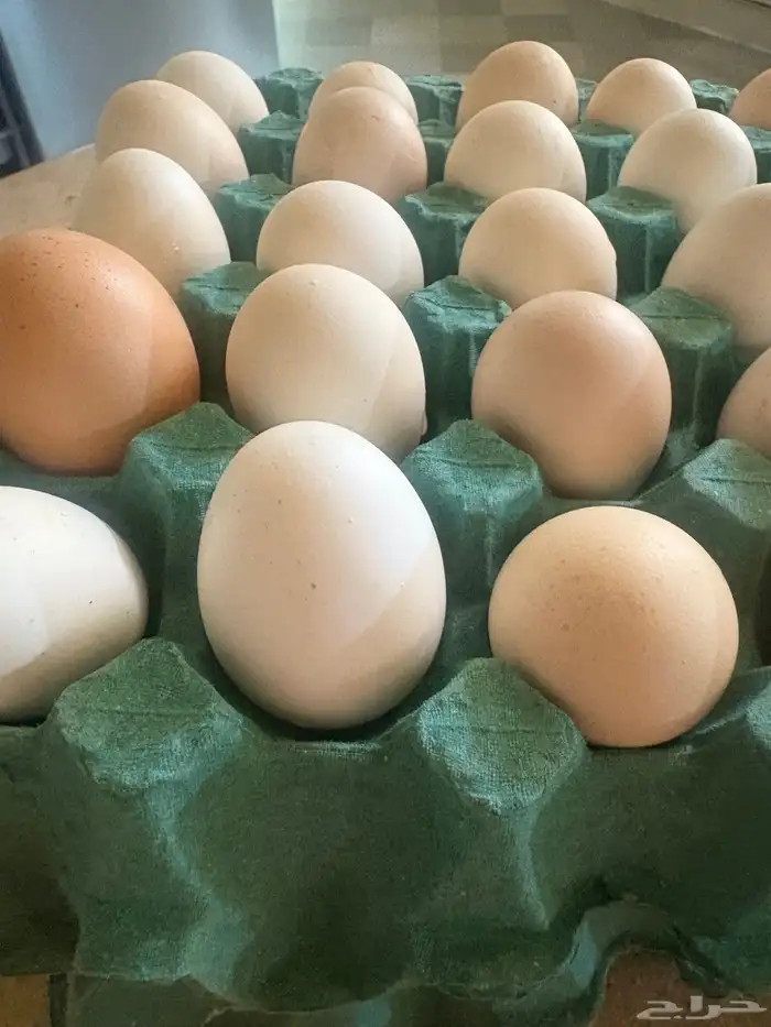 بيض بلدي عضوي للمائده ولتفقيس حجمة وسط وكبير طازج 1