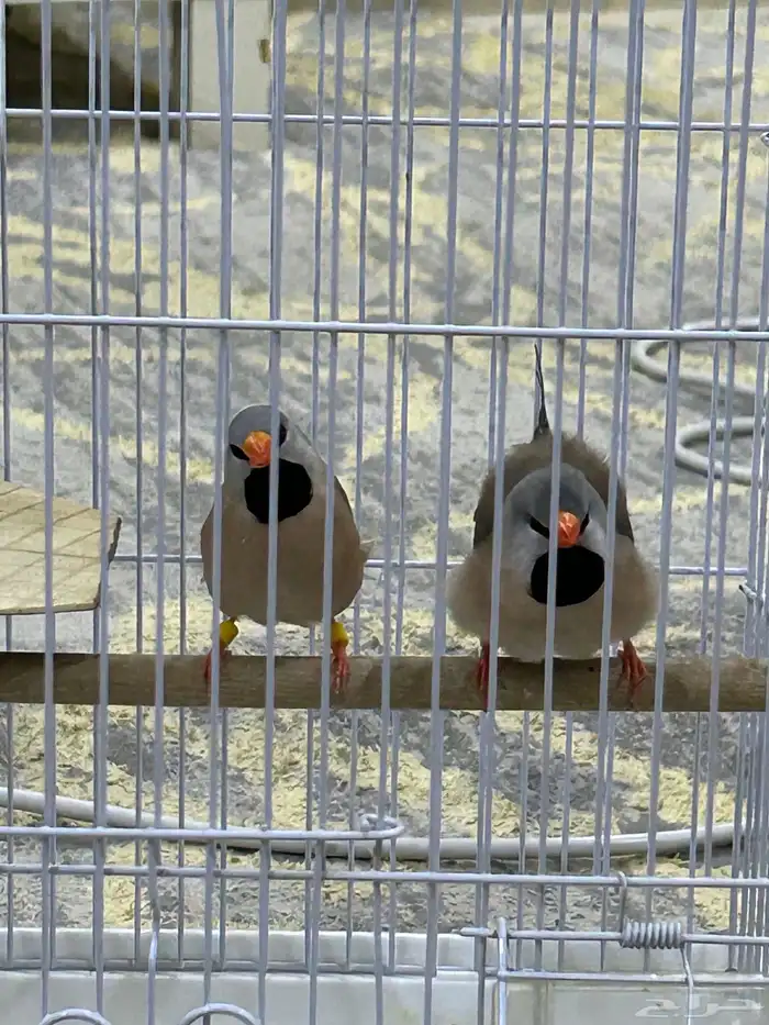 طيور الشيل تيل فنيش 6