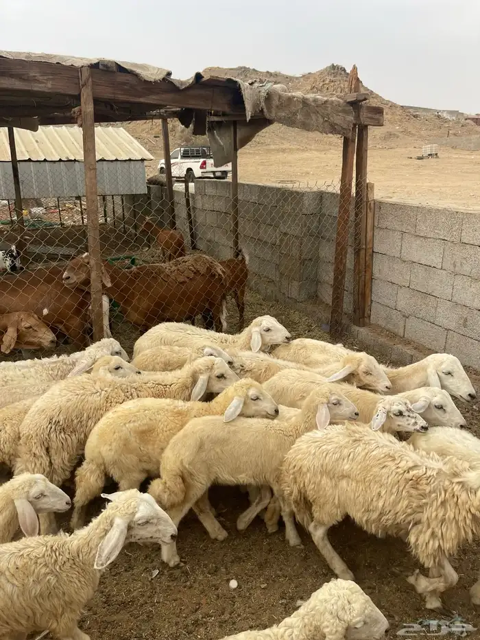 طليان ورخال 5