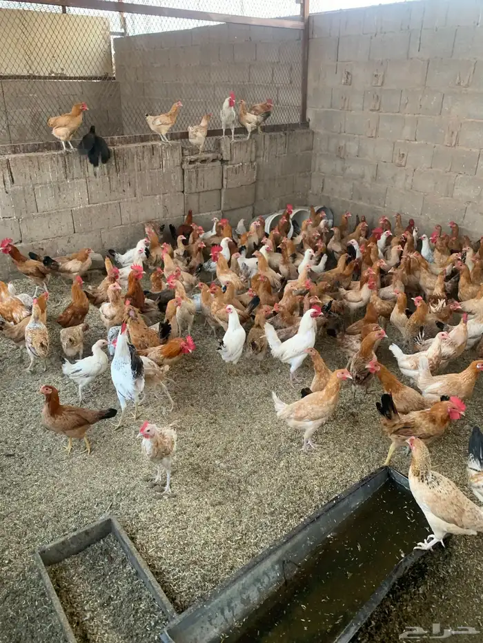 دجاج بلدي بياض 1