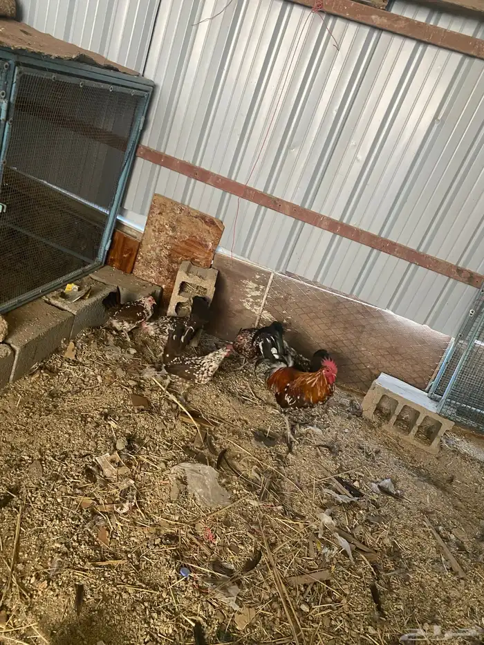 دجاج ماكنتوش العربي القديم 36