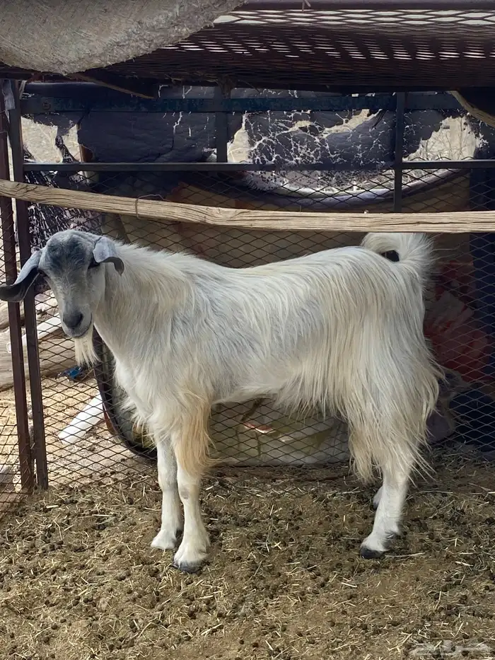 تيس فحل ابيض 2