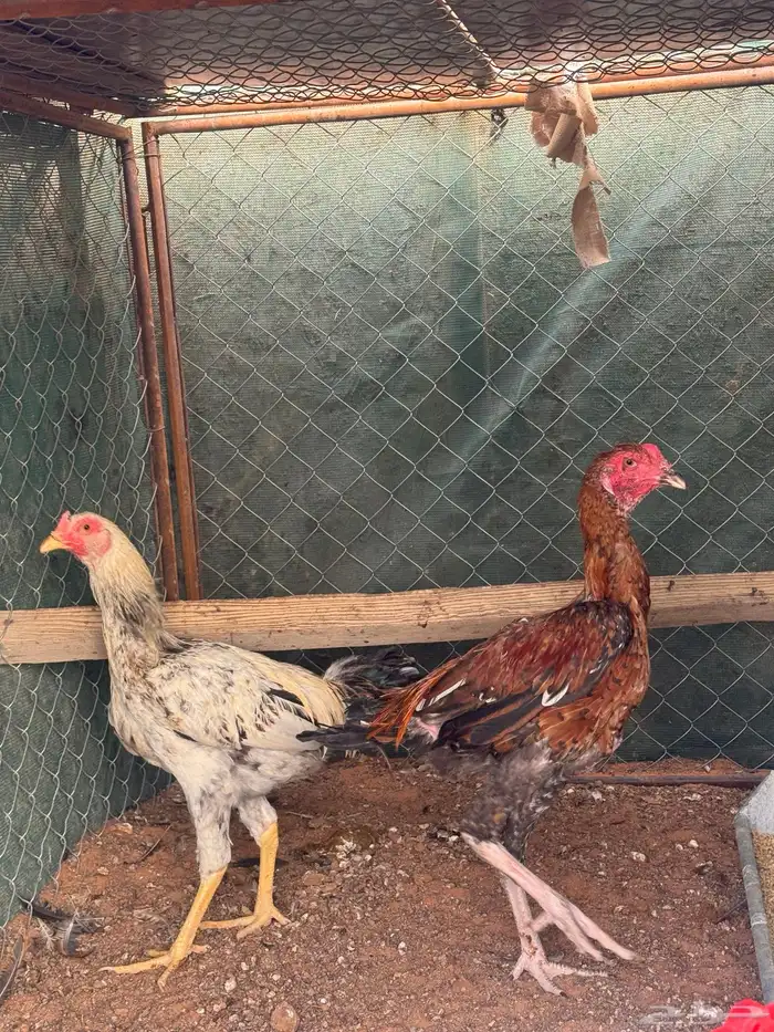 ديكه باكستانيه 3