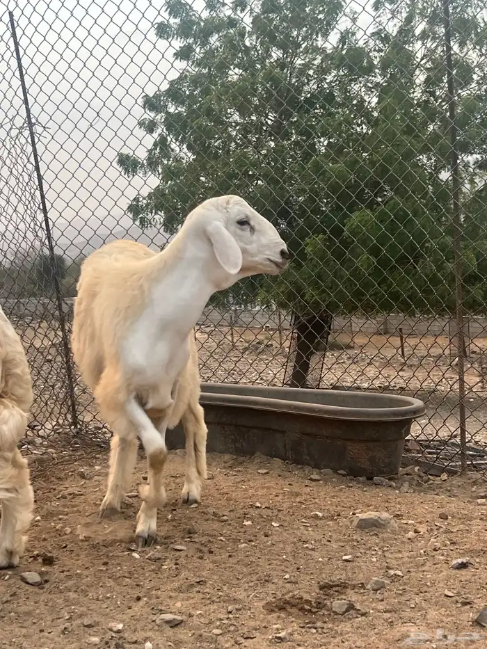 مشروع فحل حري 1