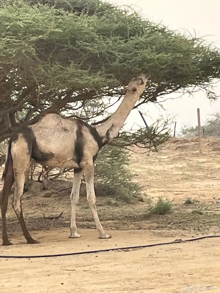 بكره 1