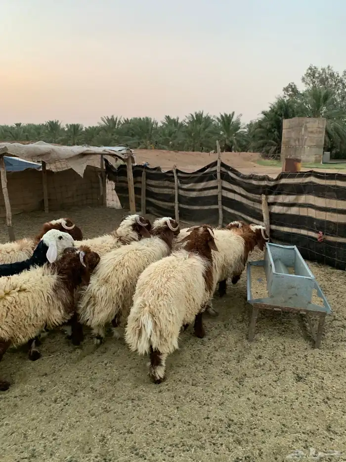 خرفان نعيم فاخرة للبيع 1
