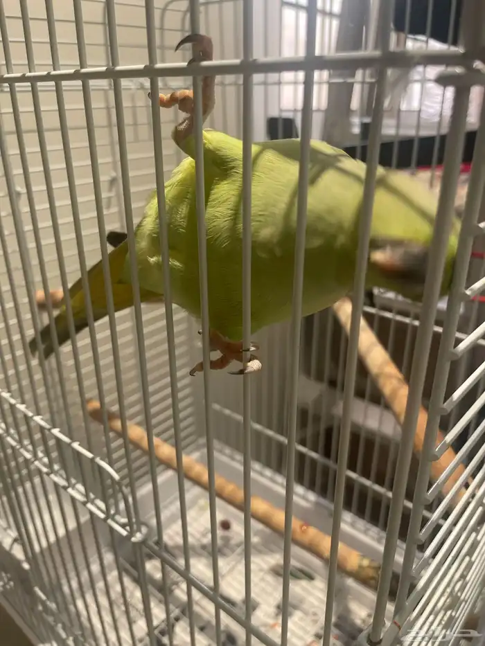 ببغاء درة أفريقي أليف جدا 4