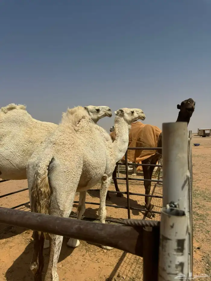 للبيع ضرايب طيبات 5