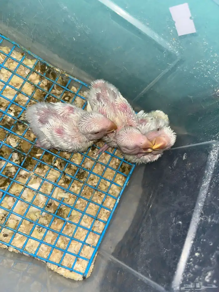 فروخ روز البينو 1