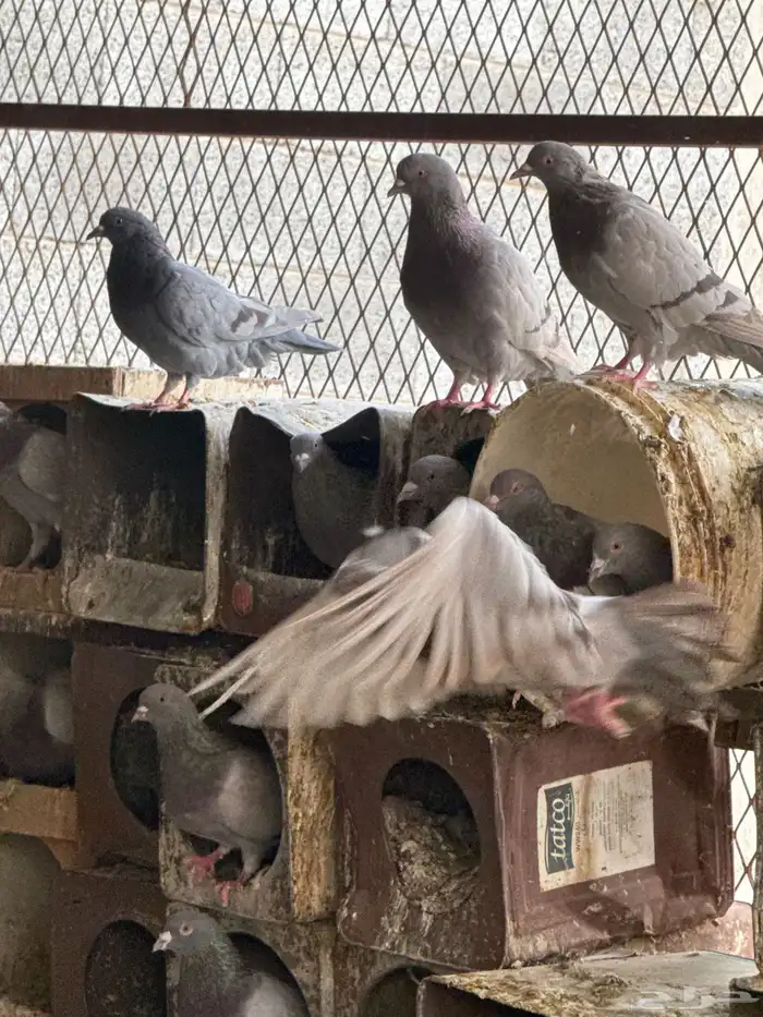 حمام لاحم كنق وحجل للبيع 2