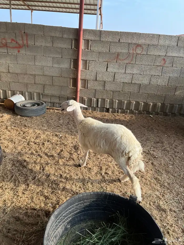 رخل حرية ورخل رفيديه تيلاد هنا 3