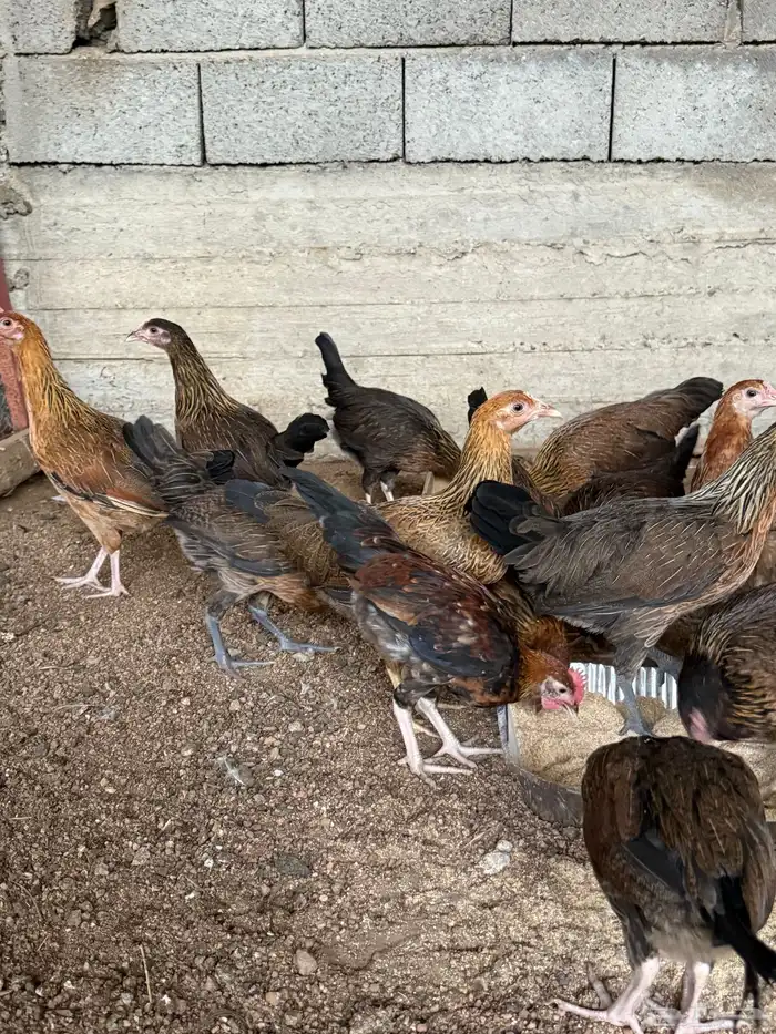 فروخ دجاج عربي اصيل ترثه 5