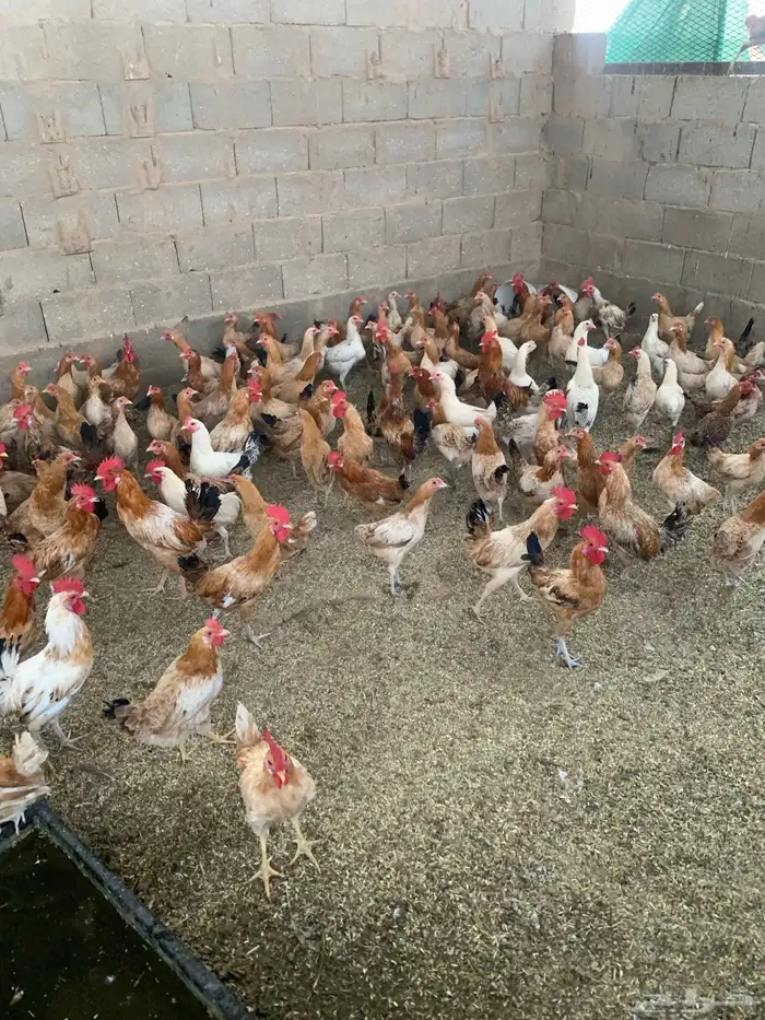 دجاج بلدي بياض 0