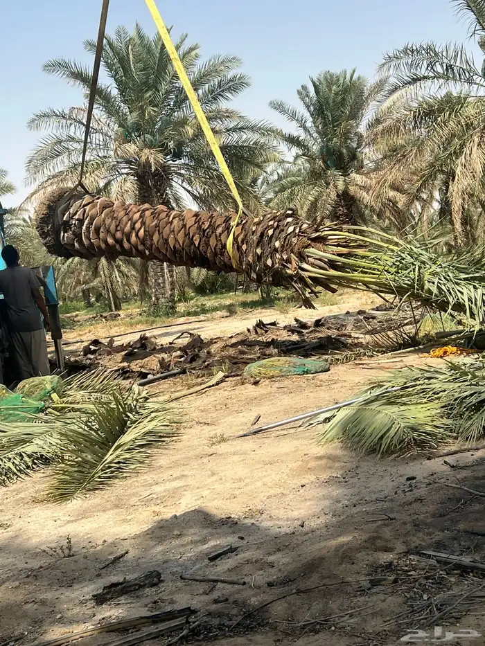 نخيل عربي 1