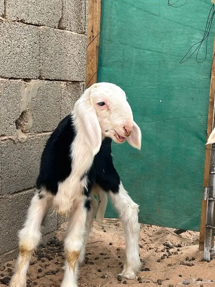دواغير خرفان نجد 2