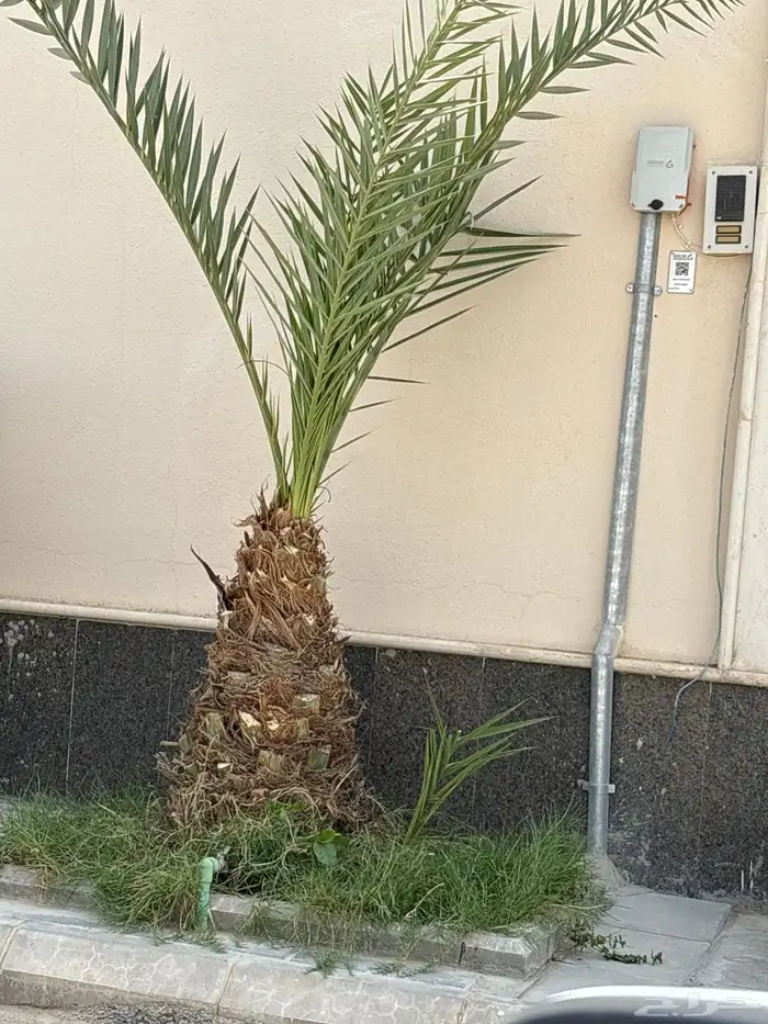 يويجد عدد 2نخيل منيف عمر 4سنوات مع فروخ عدد 3كل نخلة الشري 1