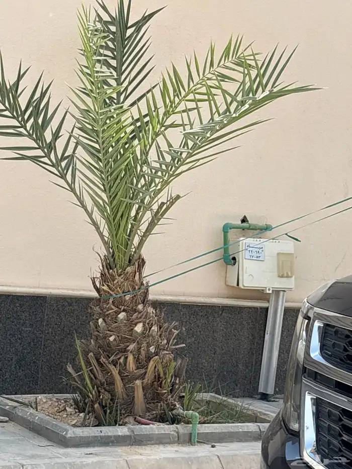 يويجد عدد 2نخيل منيف عمر 4سنوات مع فروخ عدد 3كل نخلة الشري 2