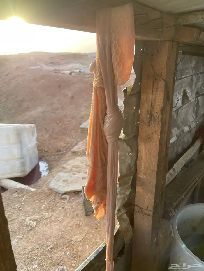 نعيم بلدي نجد سواكن شامل خدمه سلخ وتوصيل 2