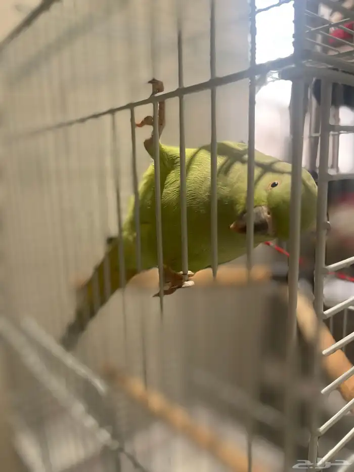 ببغاء درة أفريقي أليف جدا 2