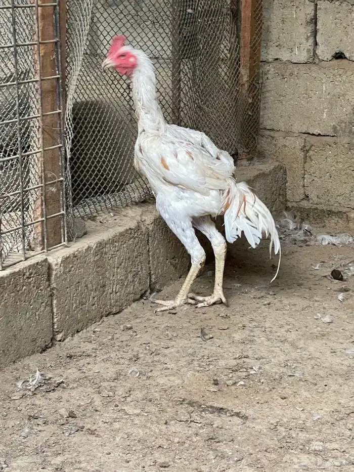 دجاج شانقرا للبيع 0