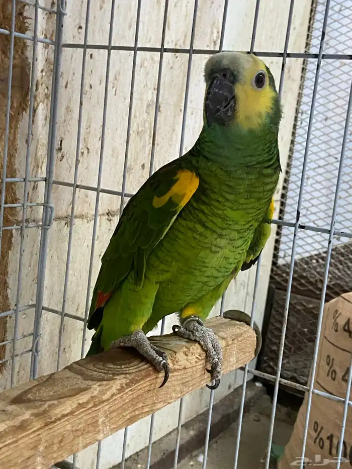 ذكر امزون وحشي 1